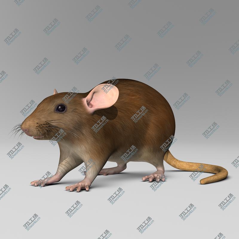 images/goods_img/2021040165/Rat  Brown/3.jpg